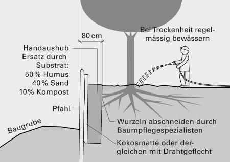 e Wurzelvorhang durch Baumpflegespezialisten